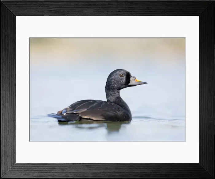Framed Print : Picture No. 10946897 Framed Print : Picture No. 10946897