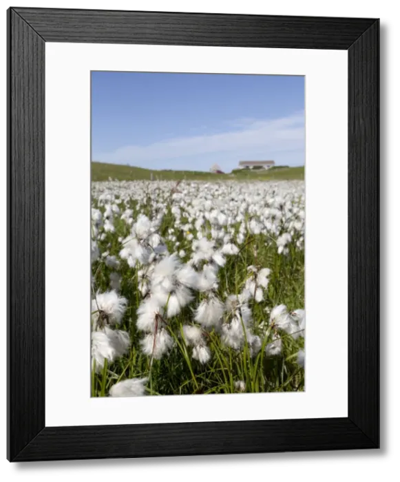 Framed Print : Picture No. 10946899 Framed Print : Picture No. 10946899