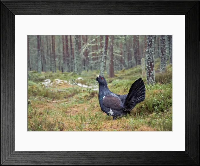 Framed Print : Picture No. 10946891