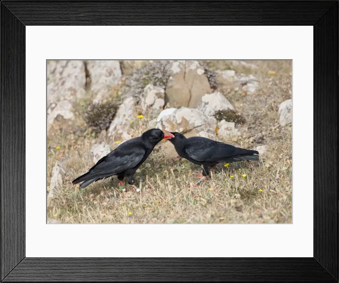 Framed Print : Picture No. 10946895 Framed Print : Picture No. 10946895