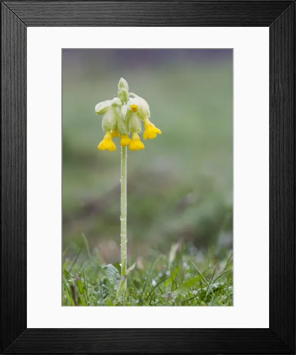Framed Print : Picture No. 10946902 Framed Print : Picture No. 10946902