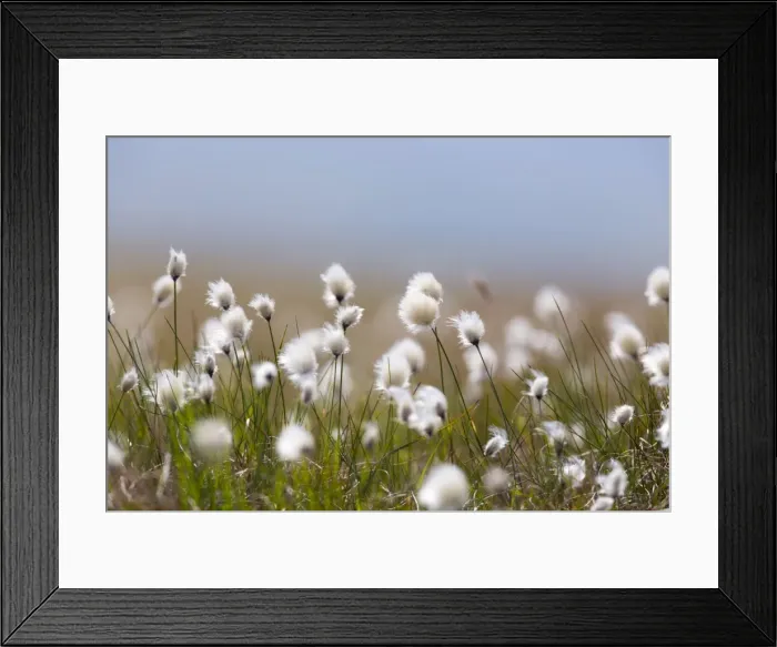 Framed Print : Picture No. 10946900 Framed Print : Picture No. 10946900