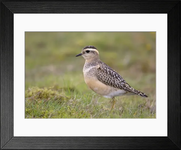 Framed Print : Picture No. 10946907