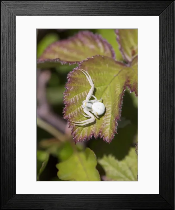 Framed Print : Picture No. 10946903 Framed Print : Picture No. 10946903