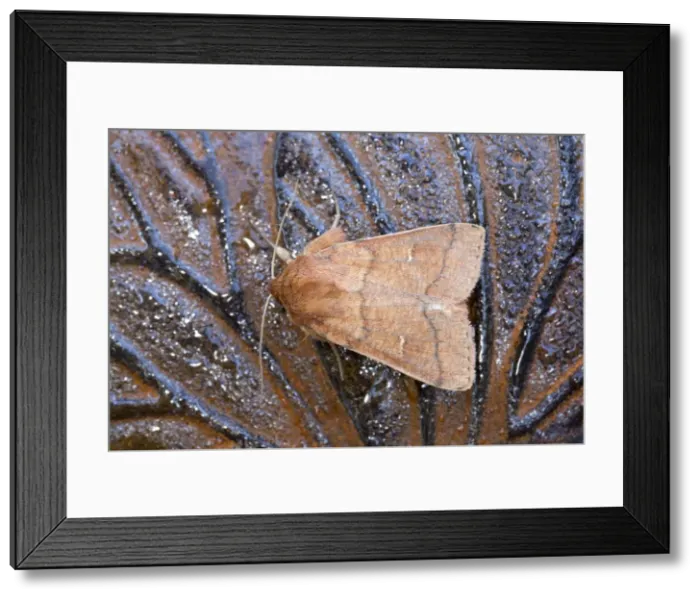 Framed Print : Picture No. 10946908 Framed Print : Picture No. 10946908