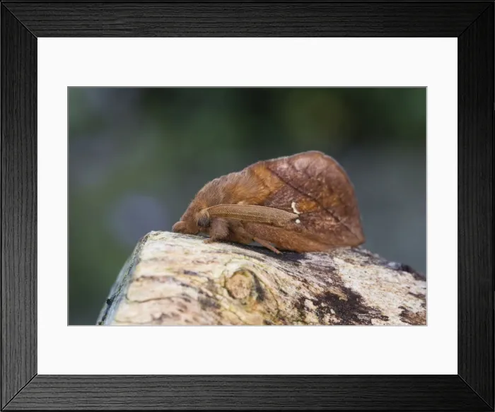 Framed Print : Picture No. 10946911 Framed Print : Picture No. 10946911