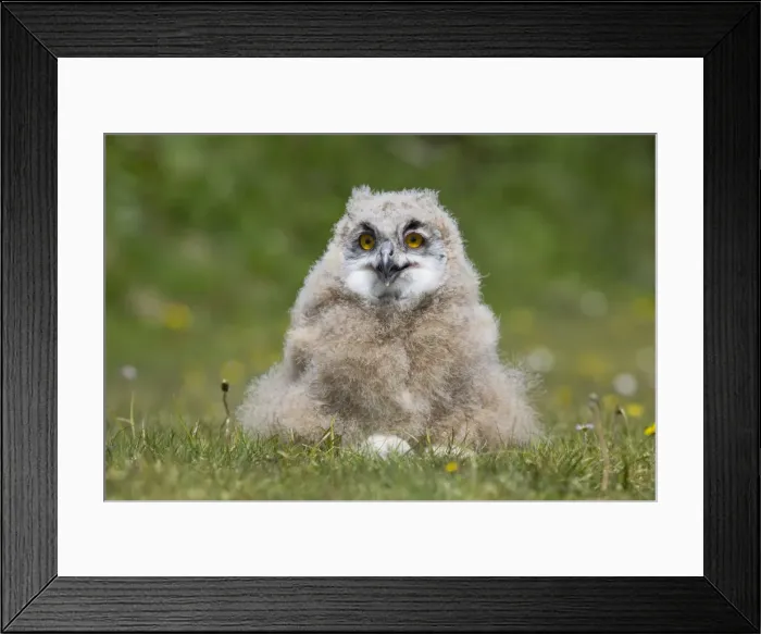 Framed Print : Picture No. 10946913 Framed Print : Picture No. 10946913