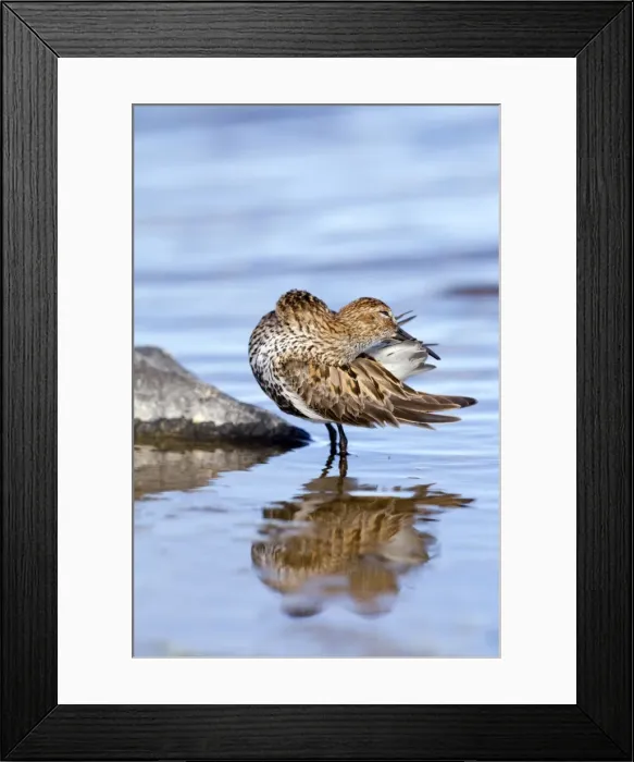 Framed Print : Picture No. 10946912 Framed Print : Picture No. 10946912