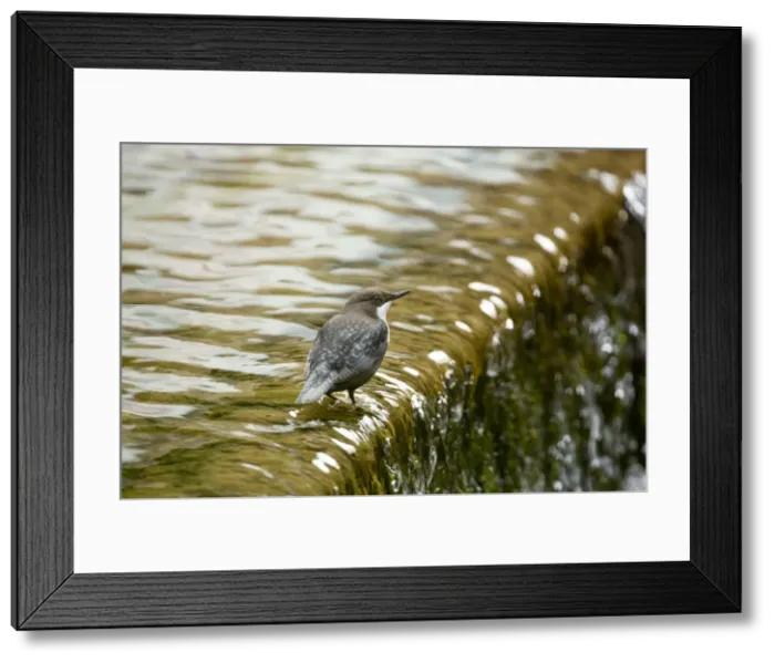 Framed Print : Picture No. 10946905