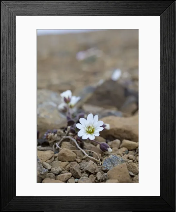 Framed Print : Picture No. 10946916 Framed Print : Picture No. 10946916
