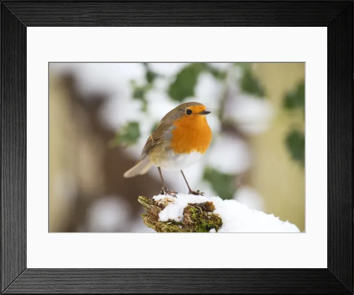 Framed Print : Picture No. 10946971 Framed Print : Picture No. 10946971
