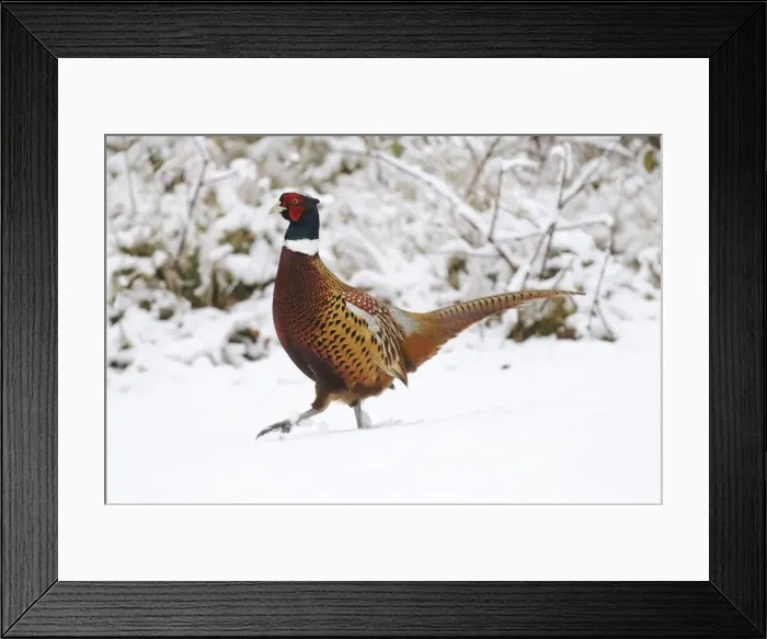 Framed Print : Picture No. 10946972 Framed Print : Picture No. 10946972