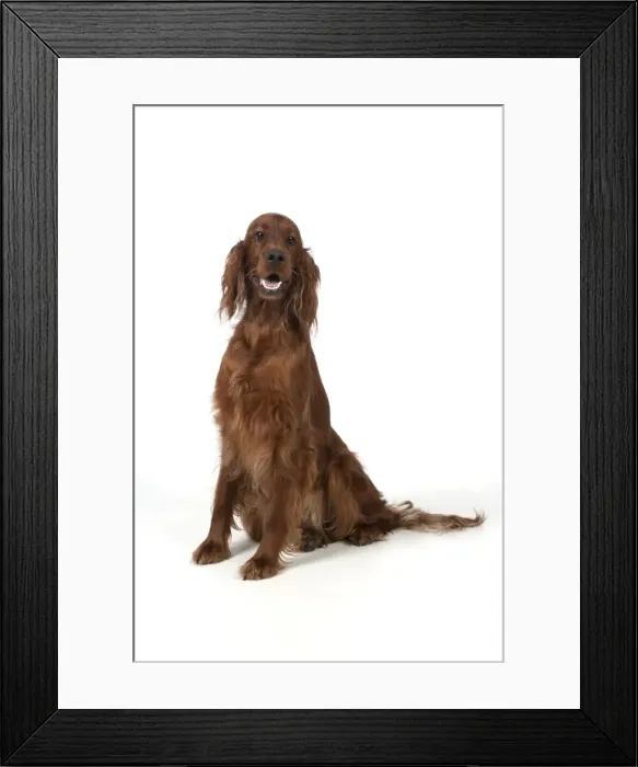 Framed Print : Picture No. 10946973 Framed Print : Picture No. 10946973