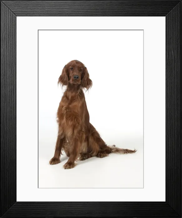 Framed Print : Picture No. 10946974 Framed Print : Picture No. 10946974