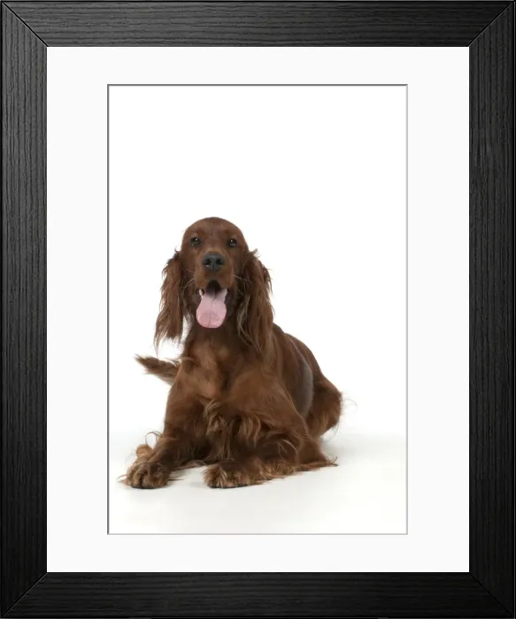 Framed Print : Picture No. 10946976 Framed Print : Picture No. 10946976
