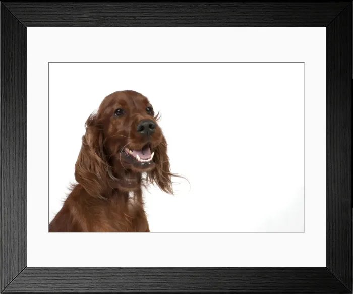 Framed Print : Picture No. 10946977