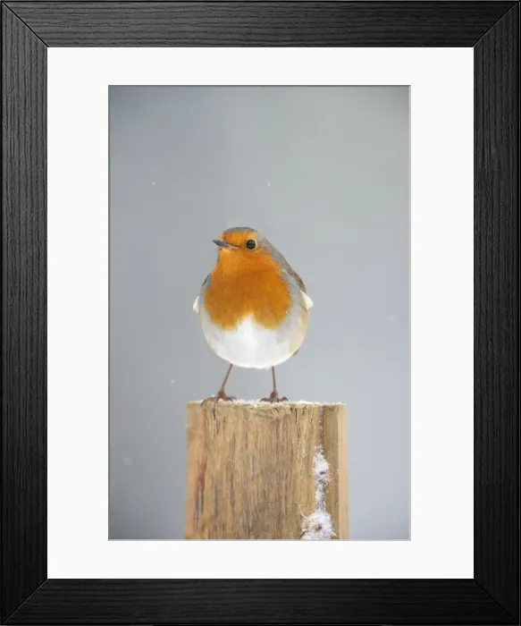 Framed Print : Picture No. 10946970 Framed Print : Picture No. 10946970