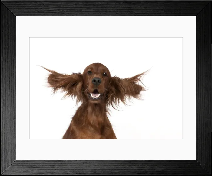 Framed Print : Picture No. 10946980 Framed Print : Picture No. 10946980