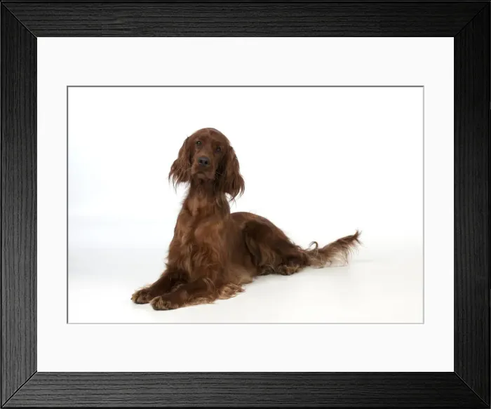 Framed Print : Picture No. 10946979 Framed Print : Picture No. 10946979