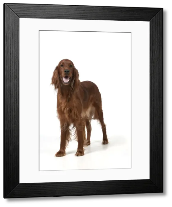 Framed Print : Picture No. 10946975 Framed Print : Picture No. 10946975