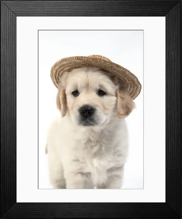 Framed Print : Picture No. 10946983 Framed Print : Picture No. 10946983
