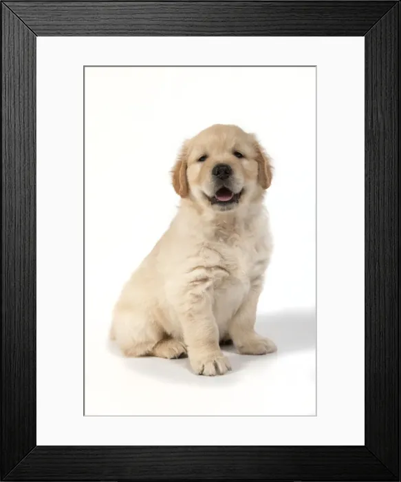 Framed Print : Picture No. 10946987