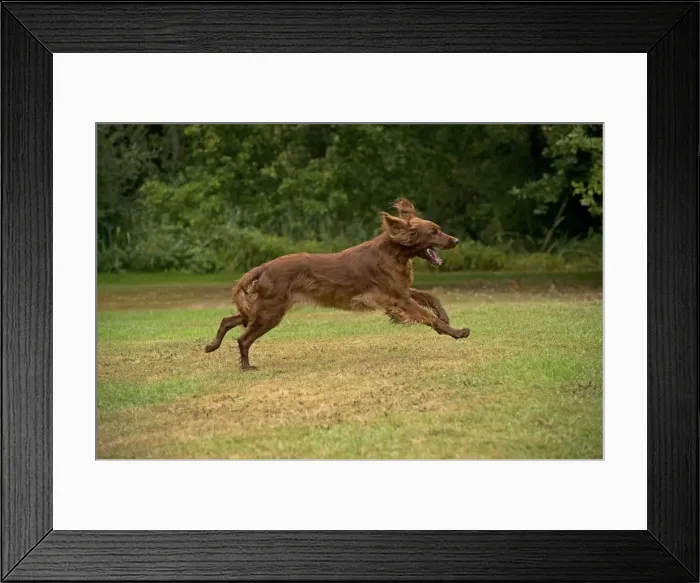 Framed Print : Picture No. 10946982