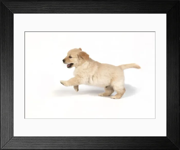 Framed Print : Picture No. 10946989 Framed Print : Picture No. 10946989