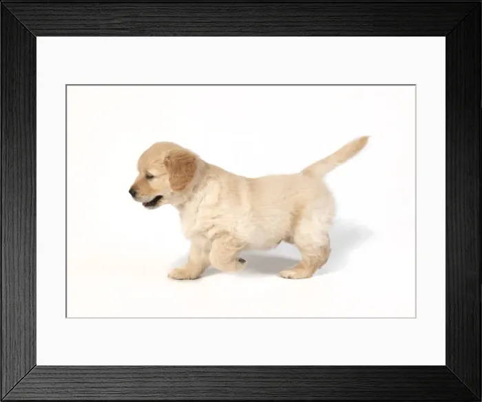 Framed Print : Picture No. 10946990 Framed Print : Picture No. 10946990