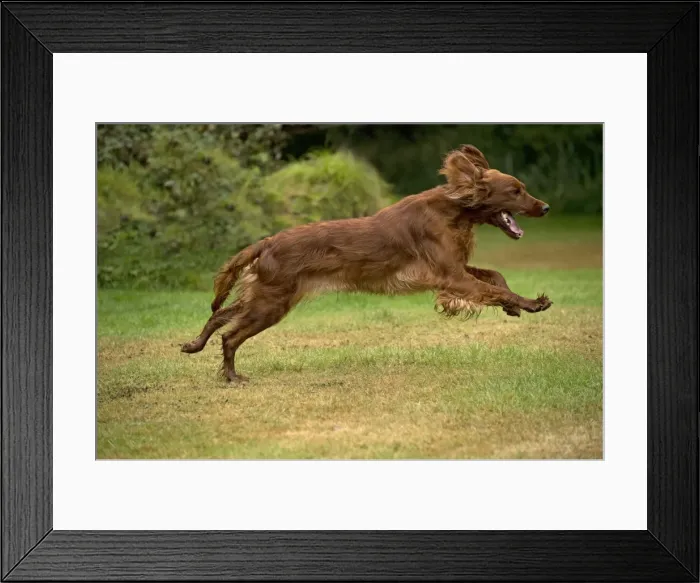 Framed Print : Picture No. 10946981 Framed Print : Picture No. 10946981