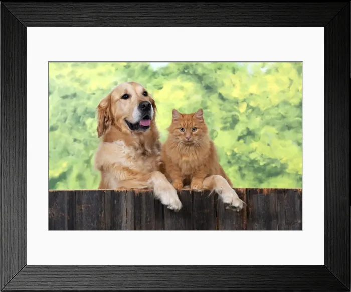 Framed Print : Picture No. 10946993 Framed Print : Picture No. 10946993