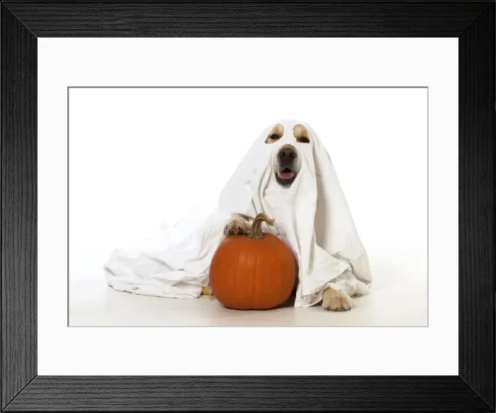 Framed Print : Picture No. 10946997 Framed Print : Picture No. 10946997