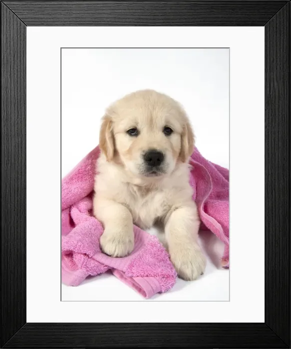 Framed Print : Picture No. 10946992 Framed Print : Picture No. 10946992