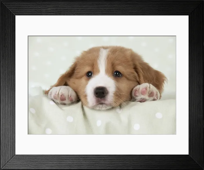 Framed Print : Picture No. 10947003 Framed Print : Picture No. 10947003
