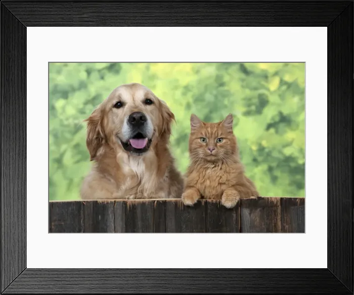 Framed Print : Picture No. 10946994 Framed Print : Picture No. 10946994