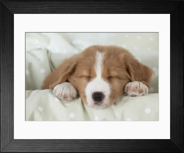 Framed Print : Picture No. 10947004 Framed Print : Picture No. 10947004