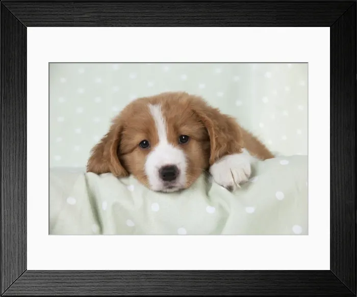 Framed Print : Picture No. 10947002 Framed Print : Picture No. 10947002