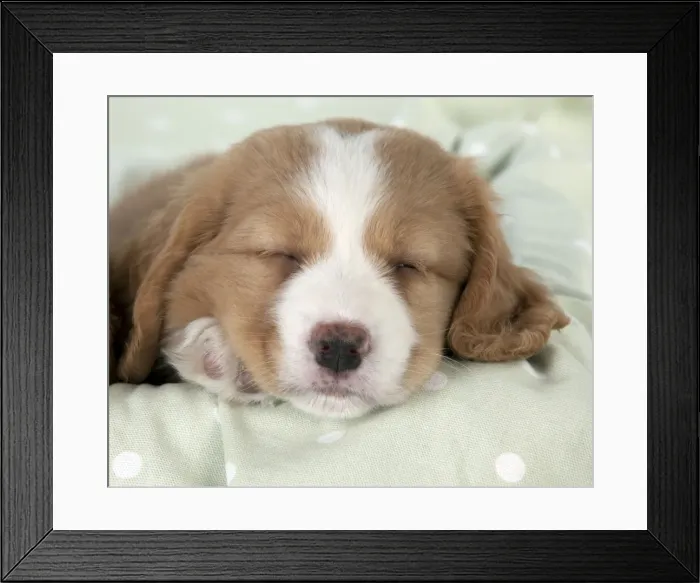 Framed Print : Picture No. 10947007 Framed Print : Picture No. 10947007