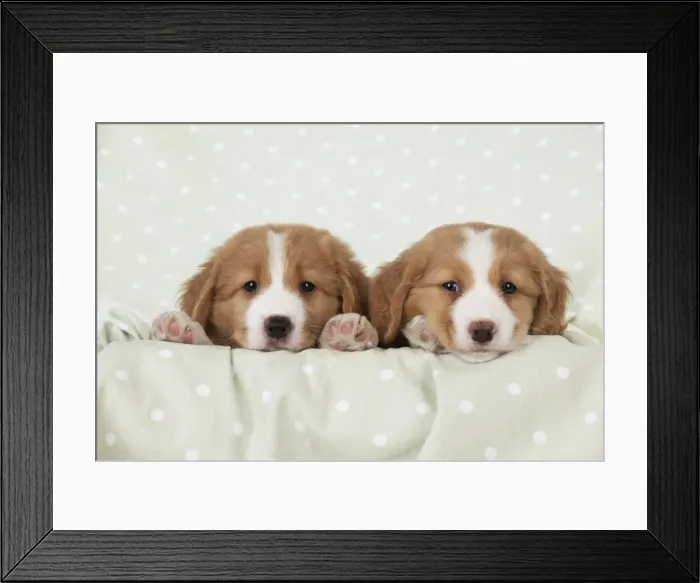 Framed Print : Picture No. 10947005 Framed Print : Picture No. 10947005