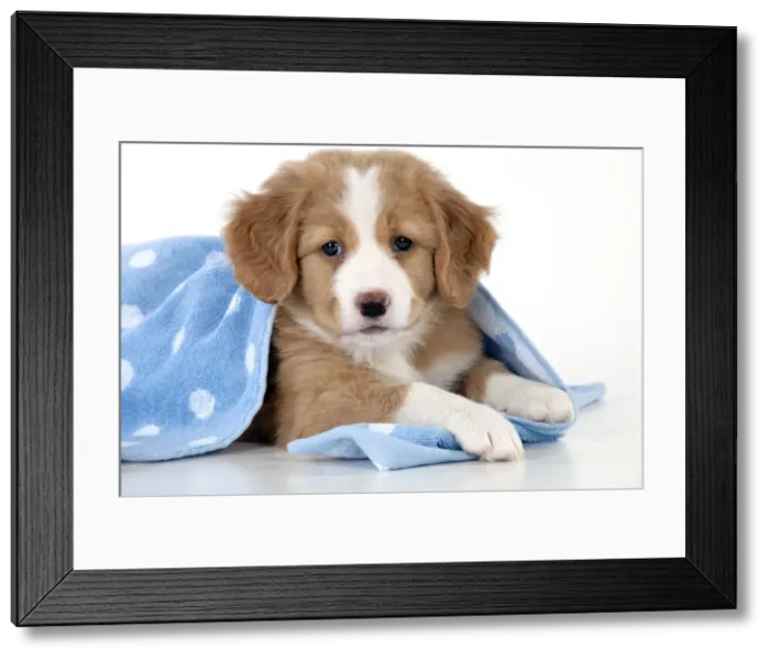 Framed Print : Picture No. 10947012 Framed Print : Picture No. 10947012