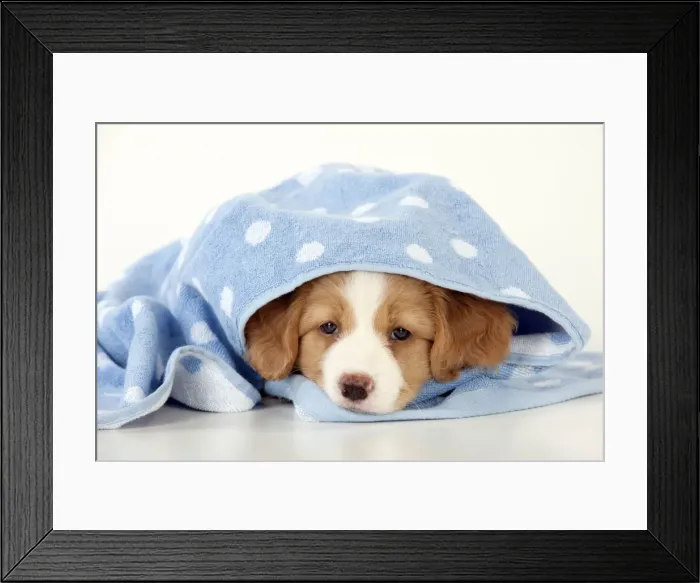 Framed Print : Picture No. 10947011 Framed Print : Picture No. 10947011