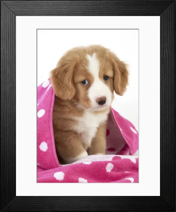 Framed Print : Picture No. 10947016 Framed Print : Picture No. 10947016