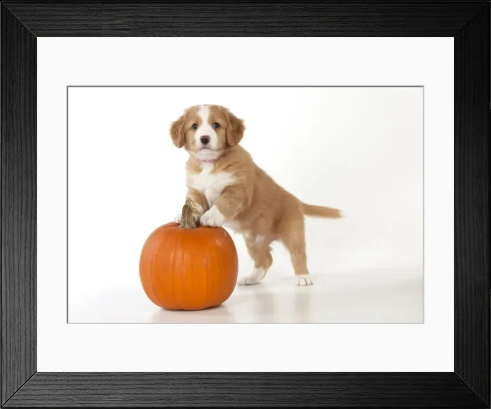 Framed Print : Picture No. 10947017 Framed Print : Picture No. 10947017