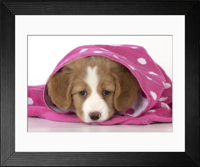 Framed Print : Picture No. 10947013 Framed Print : Picture No. 10947013