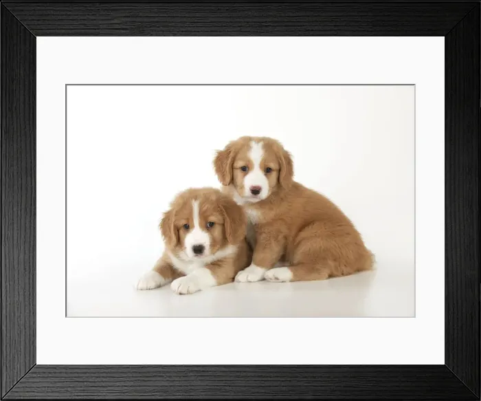 Framed Print : Picture No. 10947020 Framed Print : Picture No. 10947020