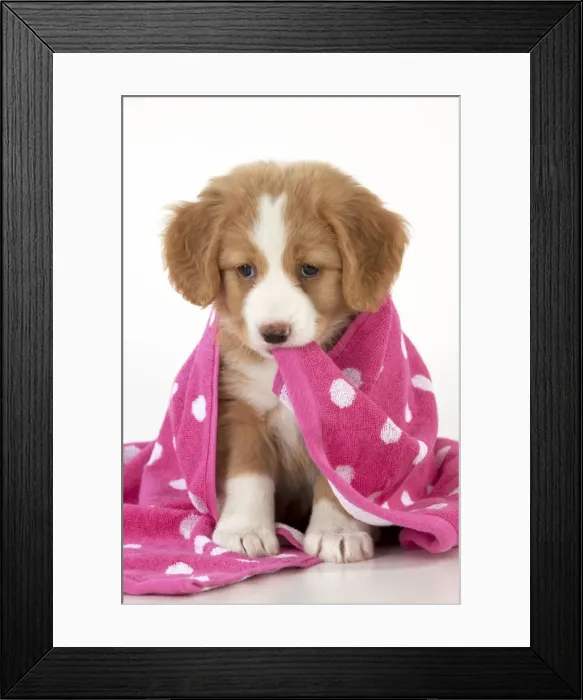 Framed Print : Picture No. 10947015 Framed Print : Picture No. 10947015