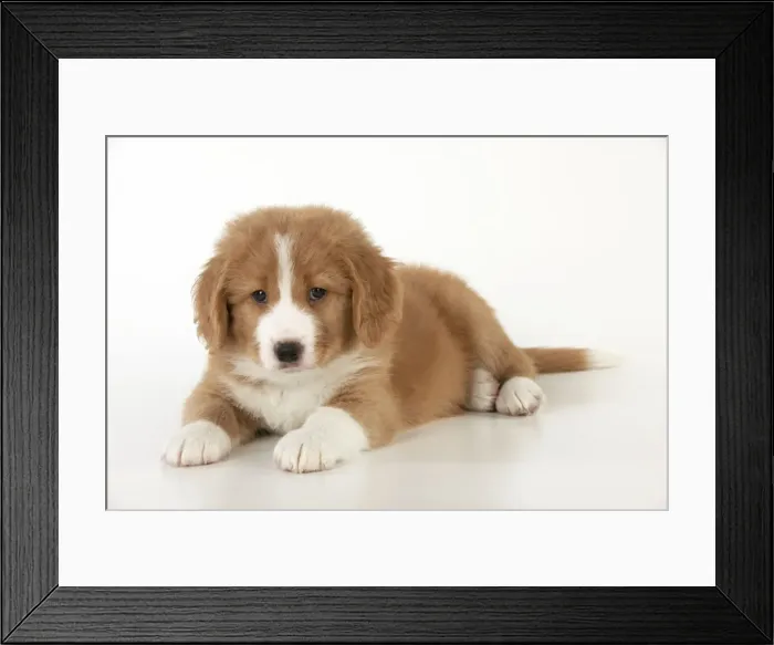 Framed Print : Picture No. 10947021 Framed Print : Picture No. 10947021