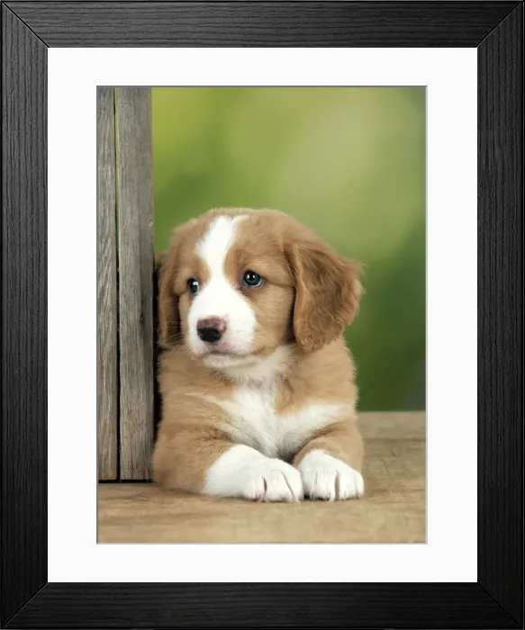 Framed Print : Picture No. 10947026 Framed Print : Picture No. 10947026