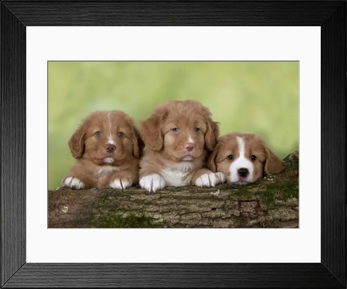 Framed Print : Picture No. 10947022 Framed Print : Picture No. 10947022