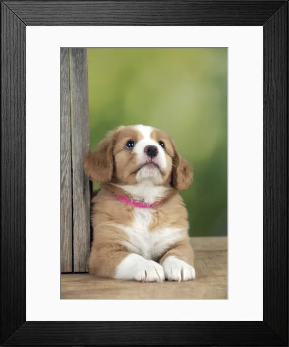 Framed Print : Picture No. 10947025 Framed Print : Picture No. 10947025